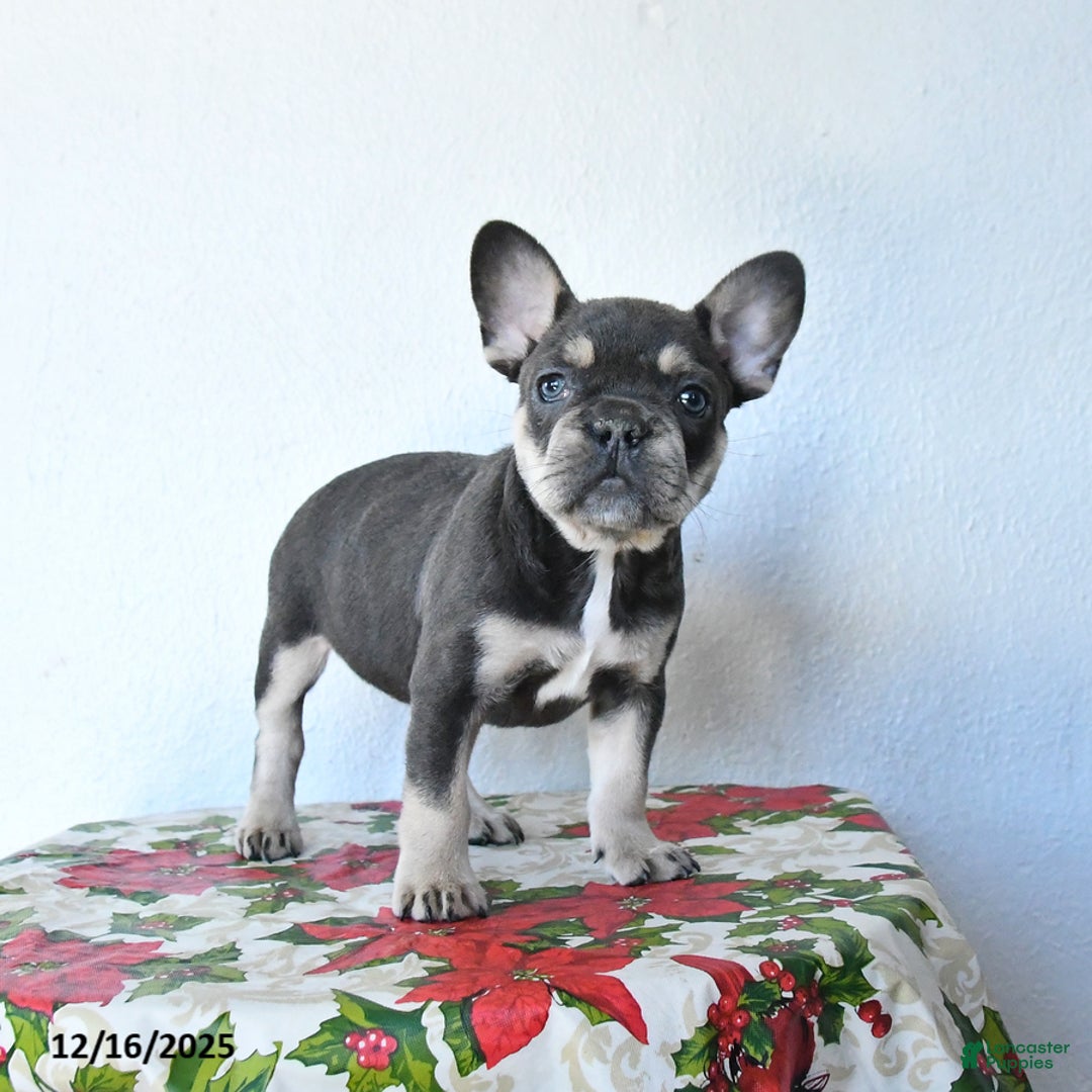 French Bulldog dogs for sale: Velvet - Ad 2