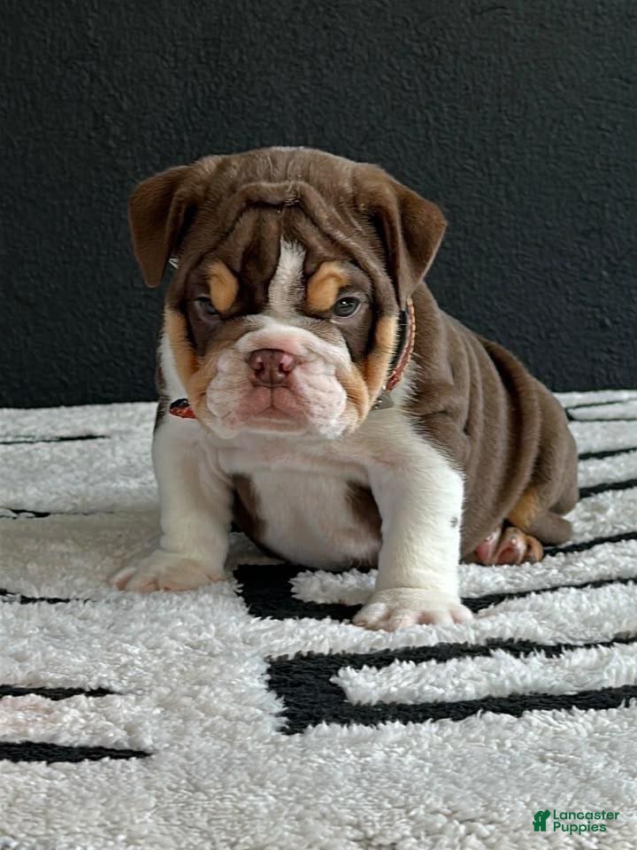 English Bulldog dogs for sale: English Bulldog 1 - Ad 17