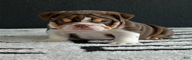 English Bulldog 1