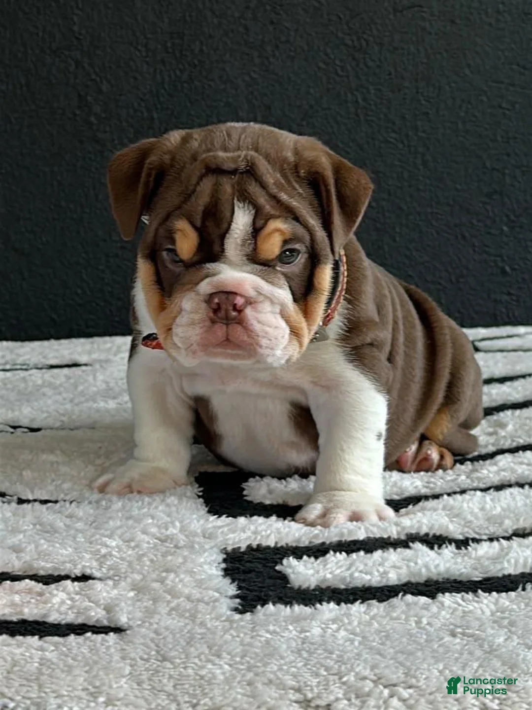 English Bulldog dogs for sale: English Bulldog 1 - Ad 1