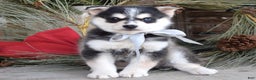 Pomsky dogs for sale: Skye - Ad 6