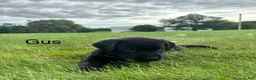 Labrador Retriever dogs for sale: Gus - Ad 9