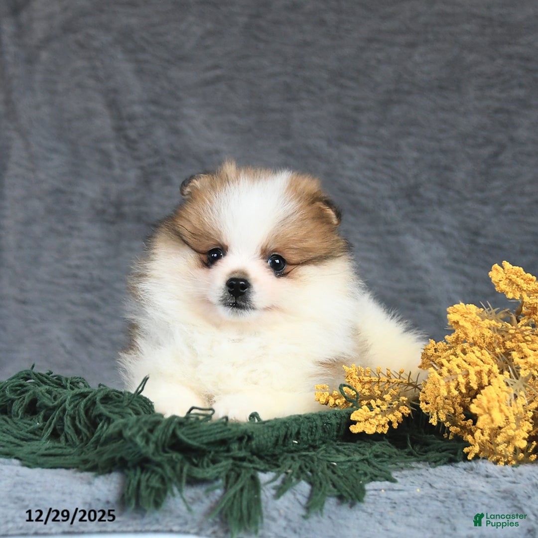 Pomeranian dogs for sale: Emerald - Ad 4