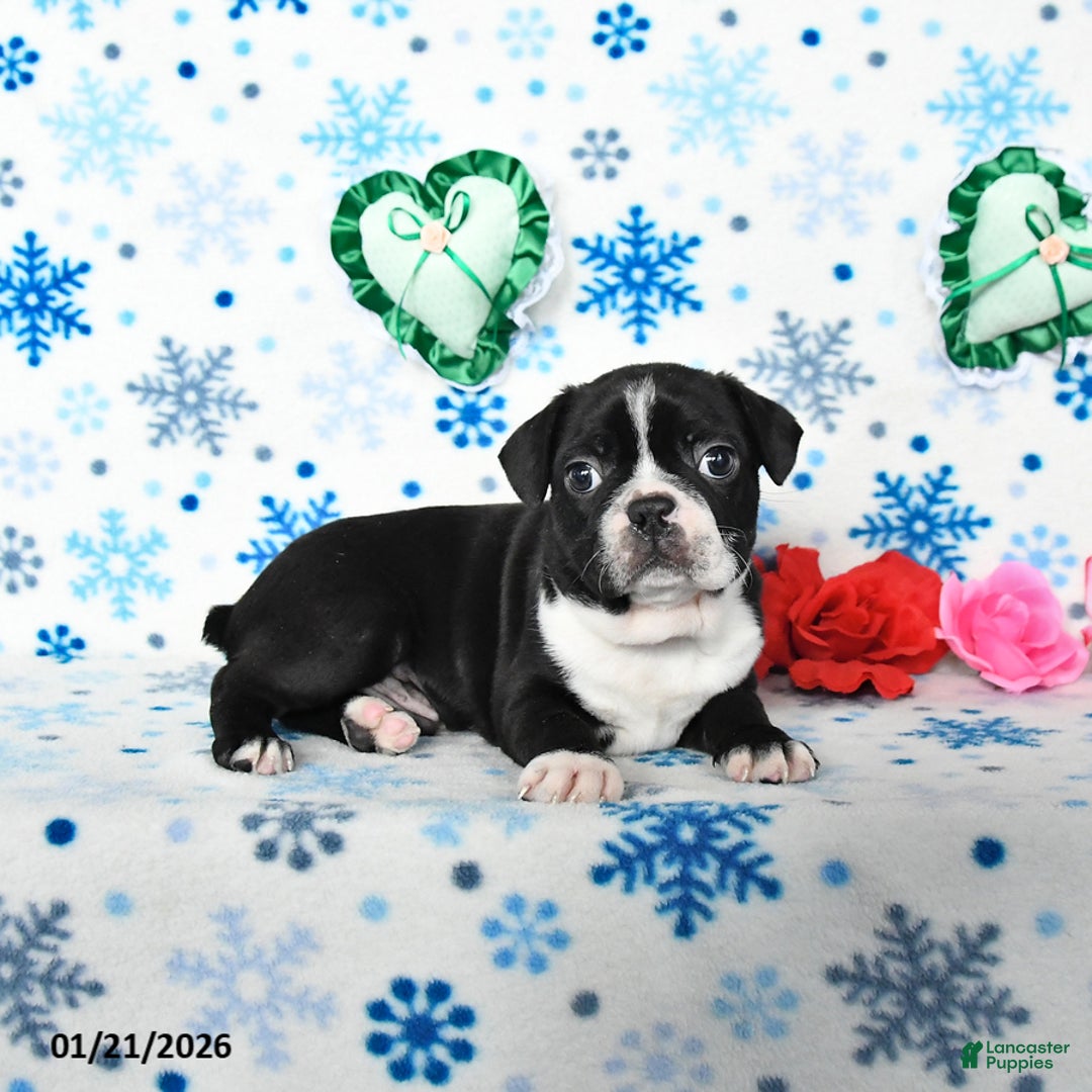 Boston Terrier dogs for sale: Champ  - Ad 3