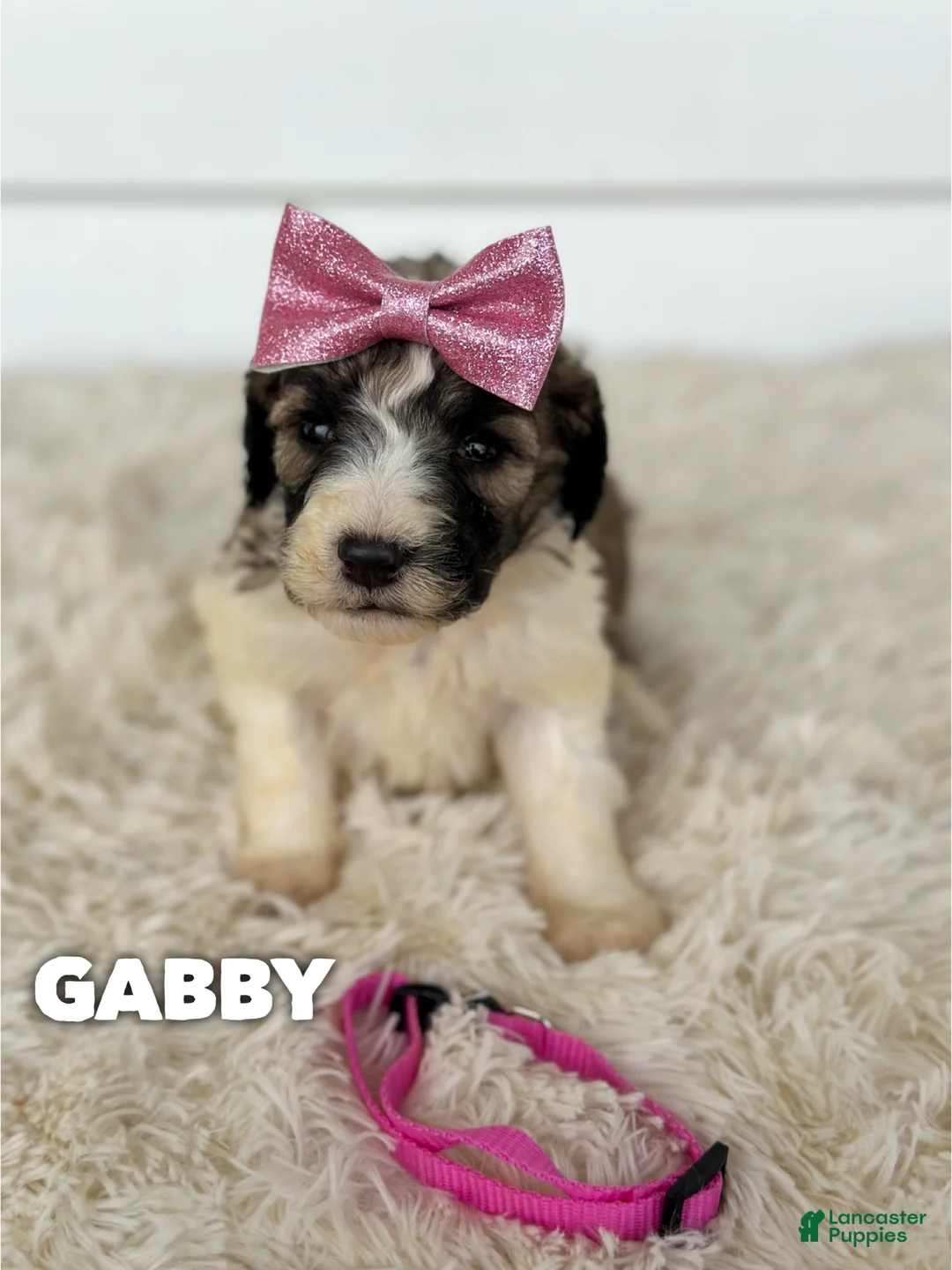 Saint Berdoodles dogs for sale: Gabby - standard f1b - Ad 1