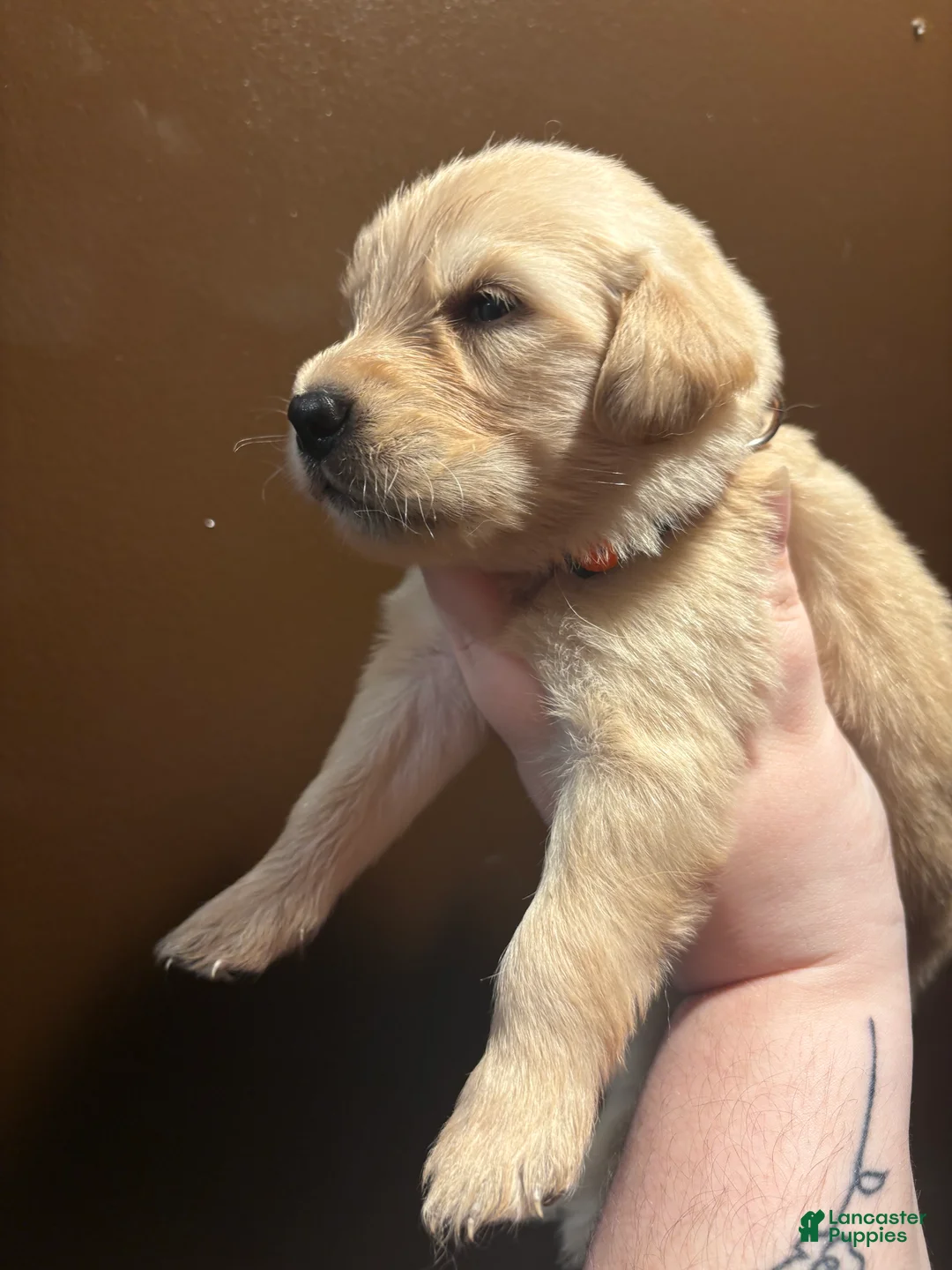Golden Retriever dogs for sale: Cinnamon - Ad 2