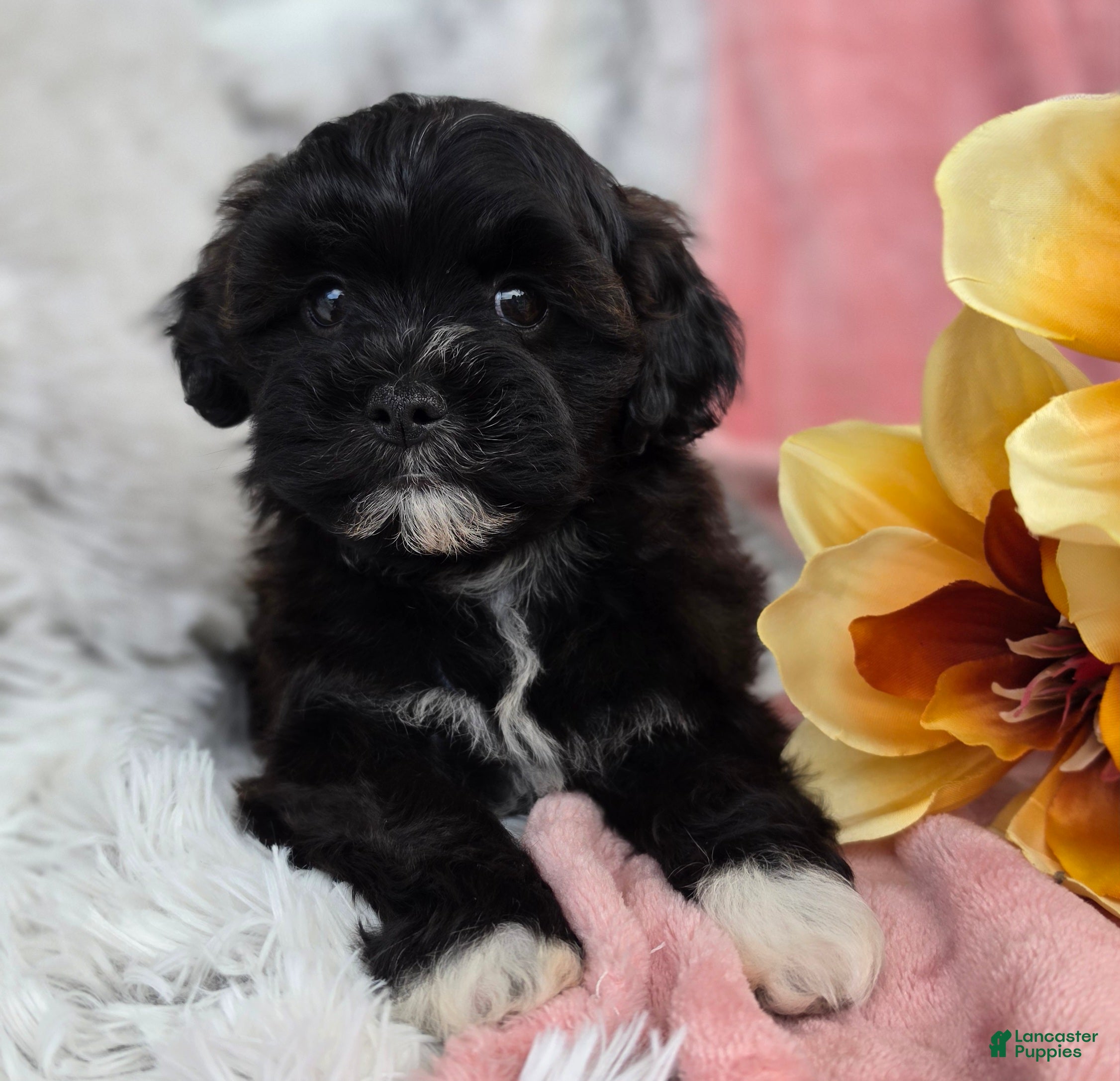Shihpoo dogs Dawn - Ad 1
