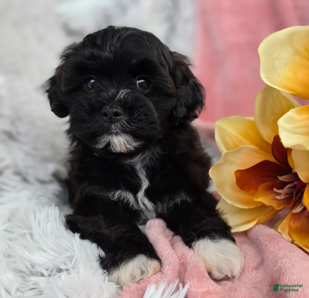 Shihpoo dogs for sale: Dawn - Ad 1