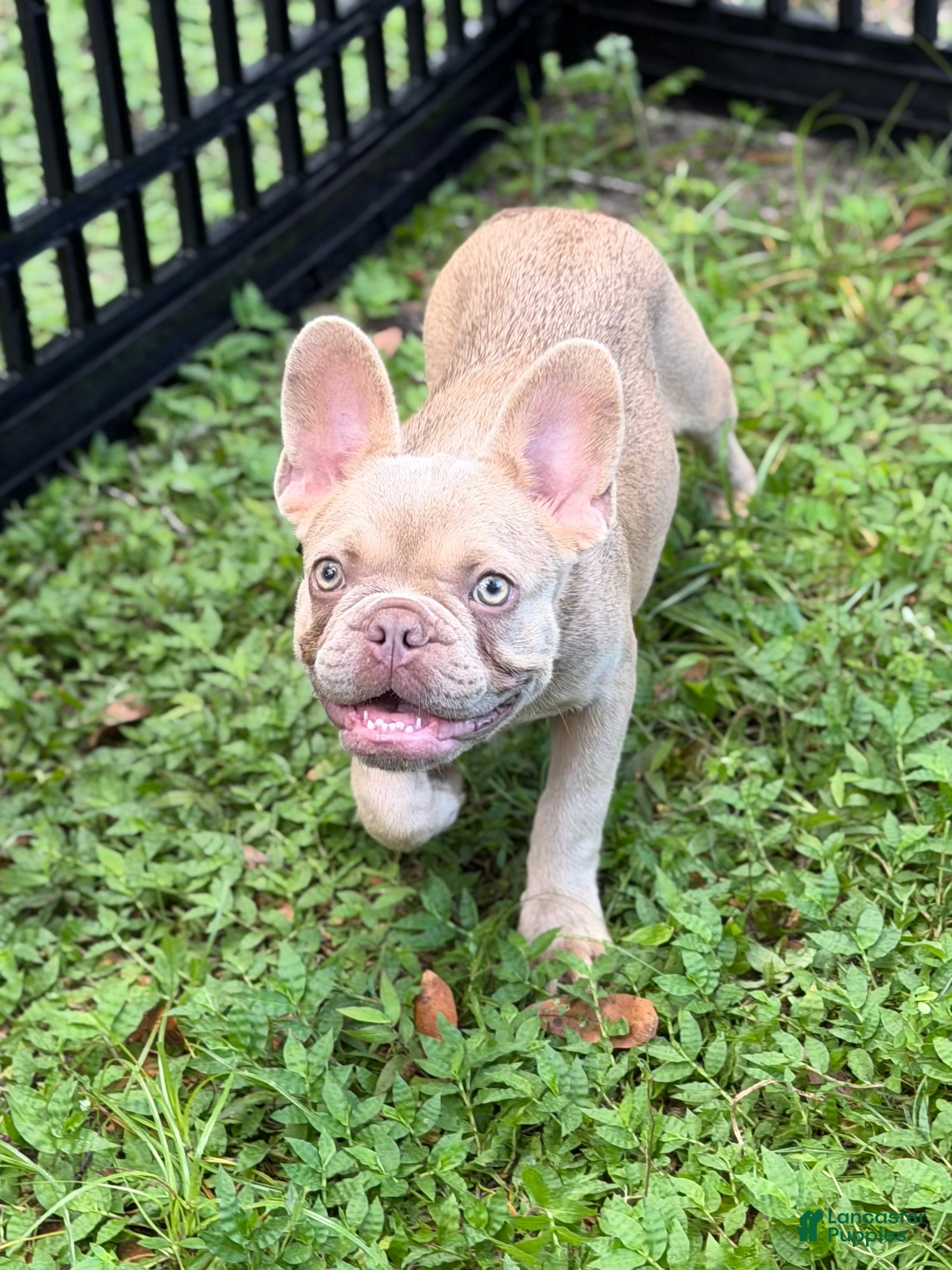 French Bulldog dogs Goldilocks - Ad 1