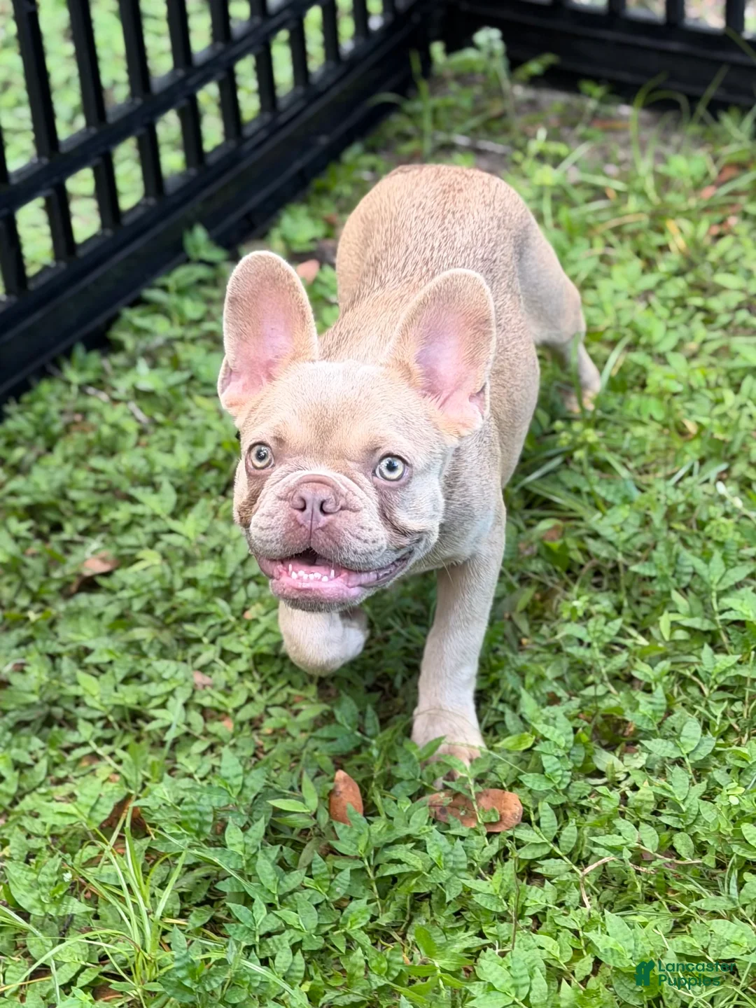 French Bulldog dogs for sale: Goldilocks - Ad 1