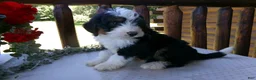 Mini Bernedoodle dogs for sale: Benji - Ad 4