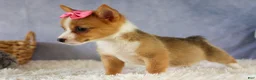 Welsh Corgi Pembroke dogs for sale: Yara ❤️ - Ad 13
