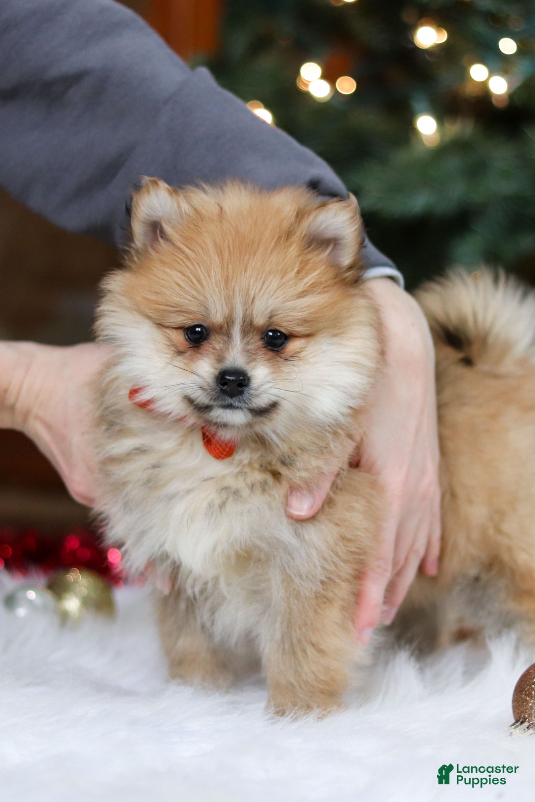 Pomeranian dogs for sale: Crew - Ad 5