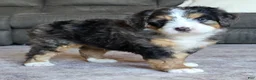 Mini Bernedoodle dogs for sale: Mini Bentley  - Ad 18
