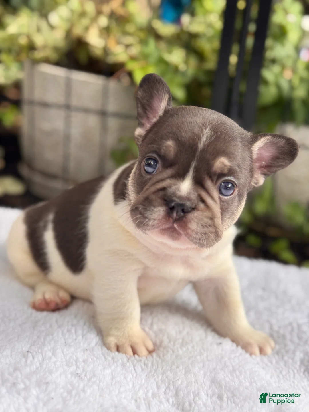 French Bulldog dogs for sale: Cypress - Ad 1