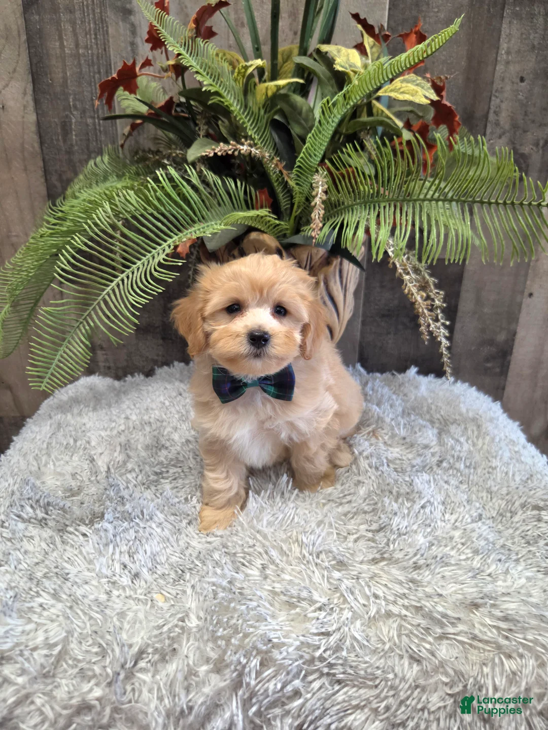 Maltipoo dogs for sale: Buster - Ad 1