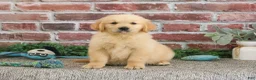 Golden Retriever dogs for sale: Georgie - Ad 11