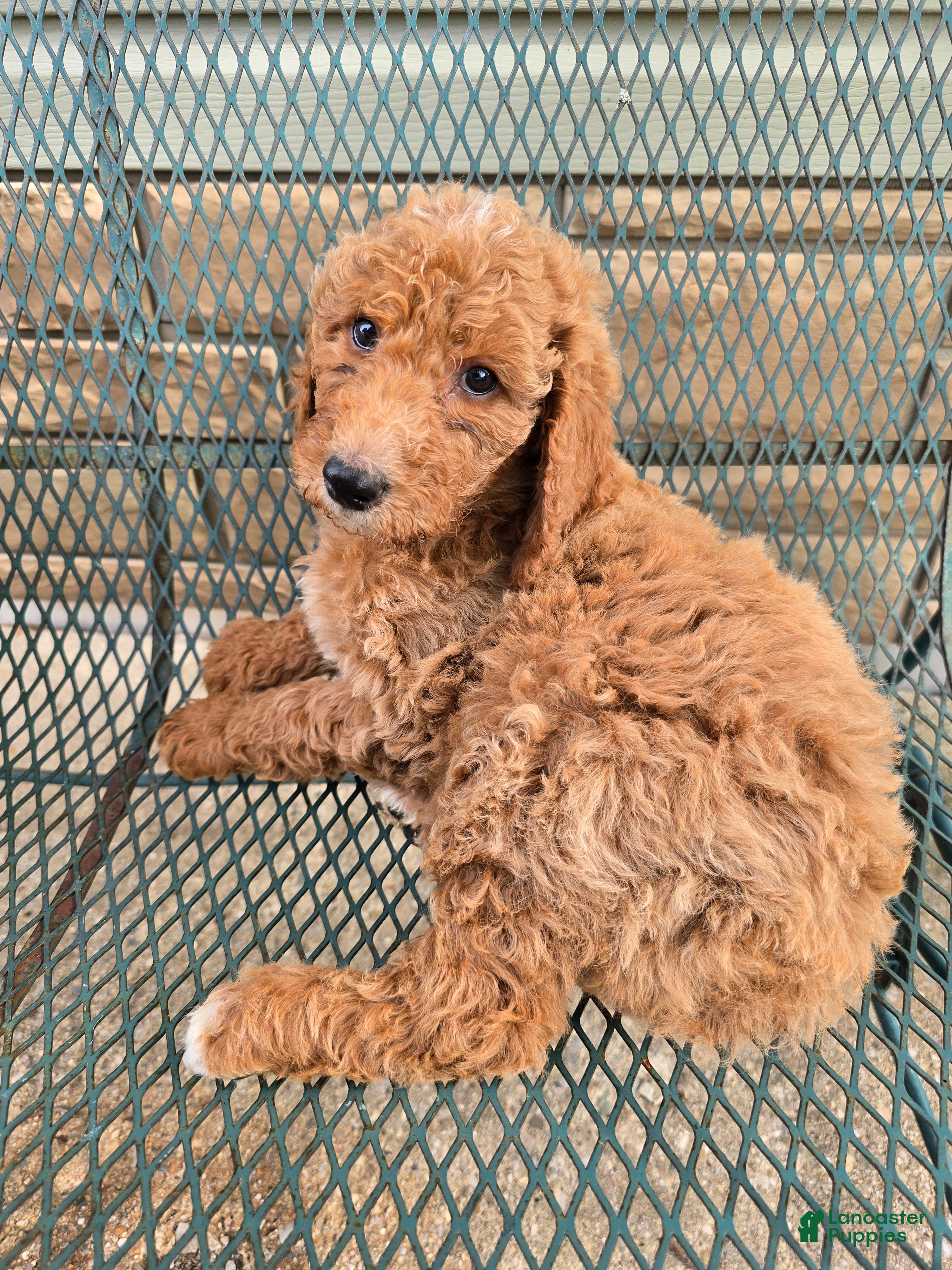 Goldendoodle dogs Goldendoodle Puppy 1 - Ad 7