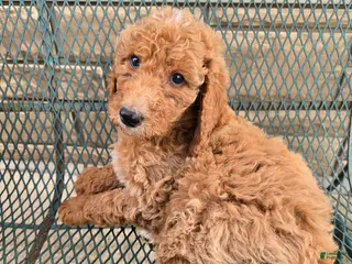 Goldendoodle dogs Goldendoodle Puppy 1 - Ad 7