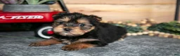 Yorkshire Terrier dogs for sale: Peter - Ad 2