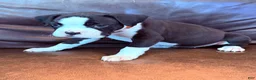 Boxer dogs for sale: Minnie - Ad 4
