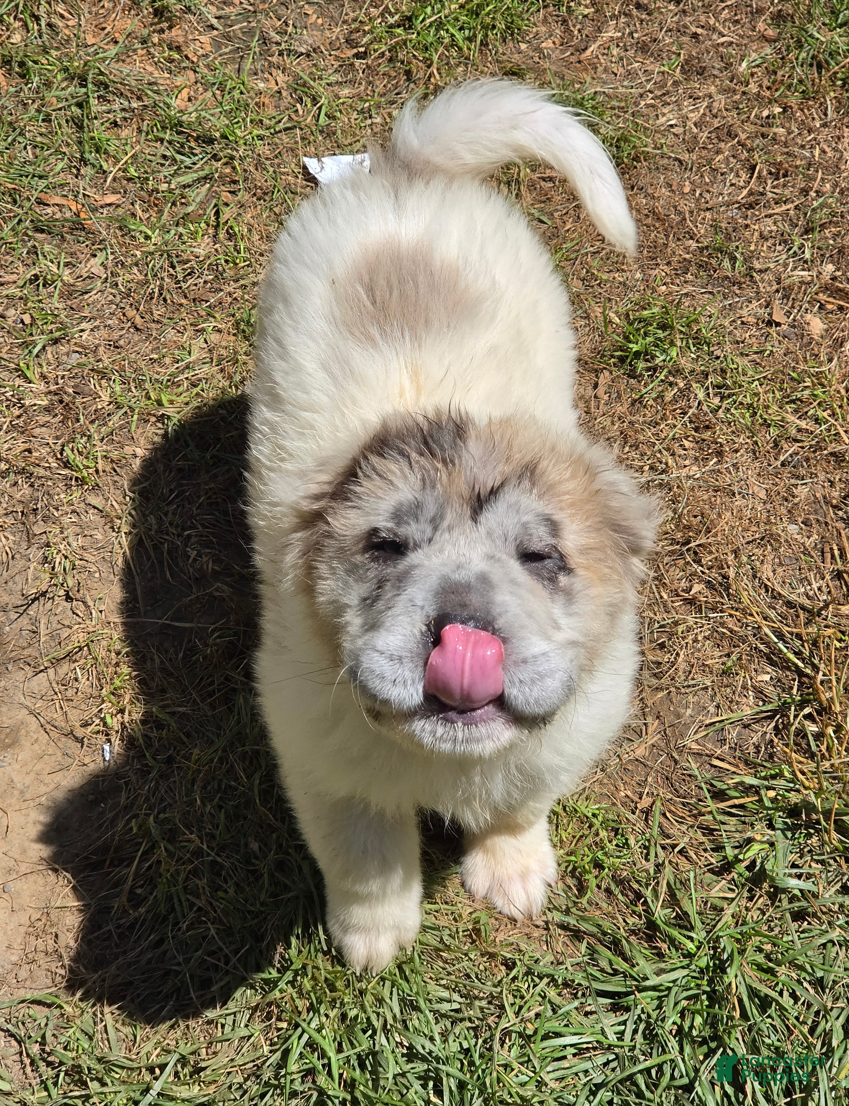 Shar Pei dogs Nova  - Ad 2