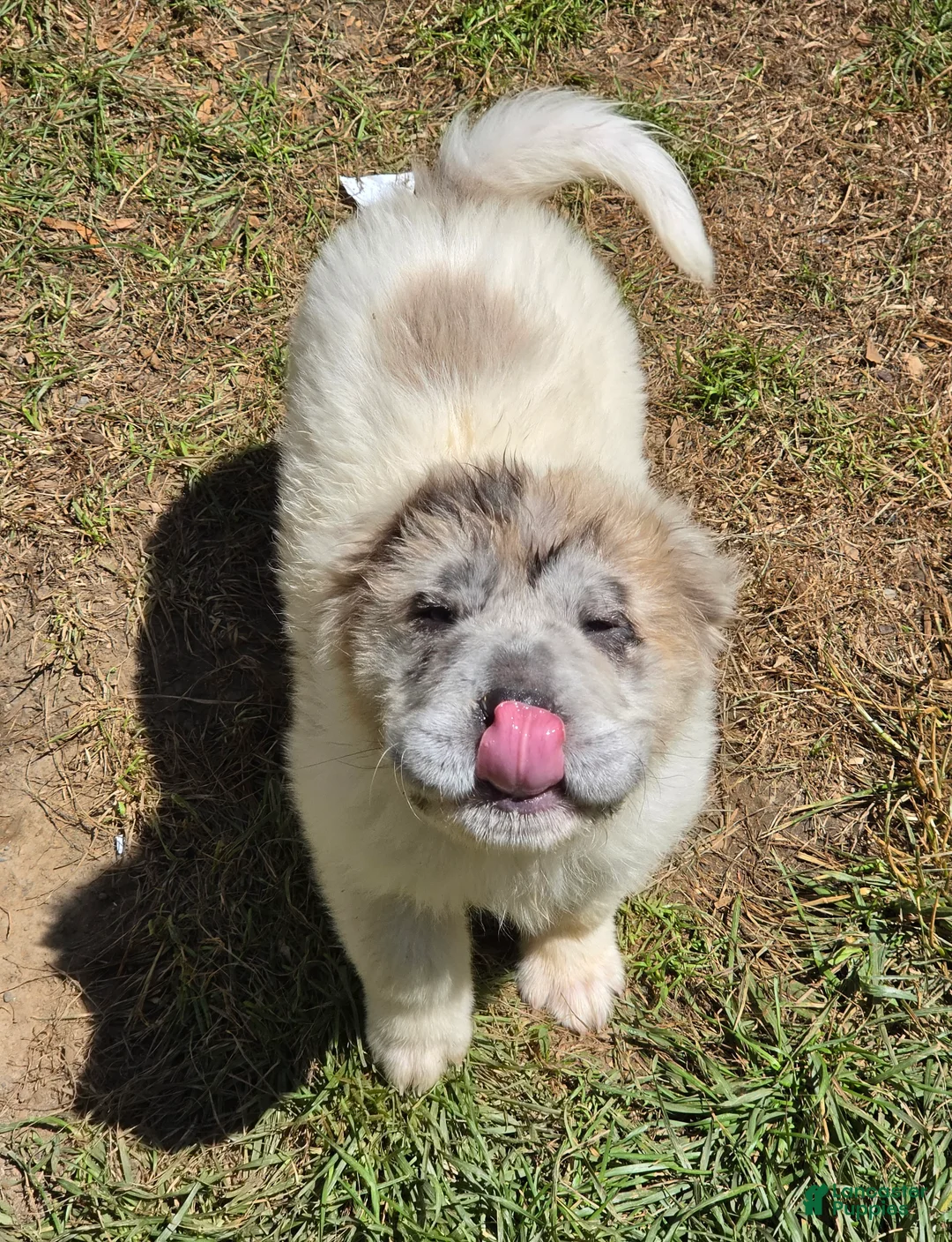 Shar Pei dogs for sale: Nova  - Ad 2