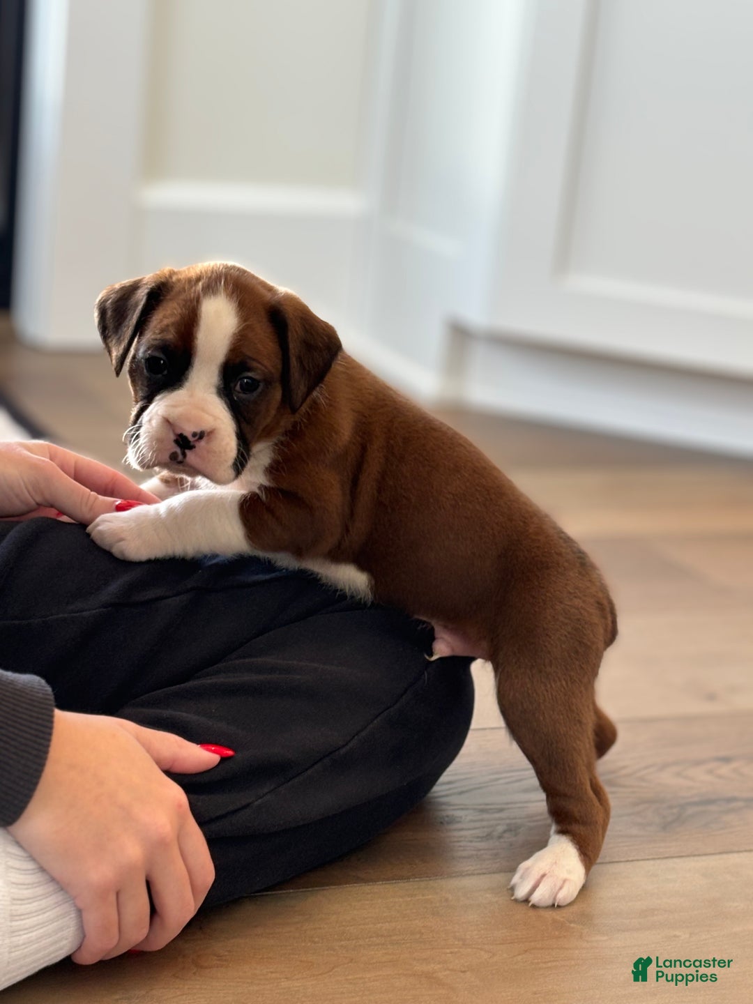 Boxer dogs for sale: Ace - Ad 9