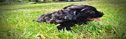 Havapoo dogs for sale: Isabella - Ad 13
