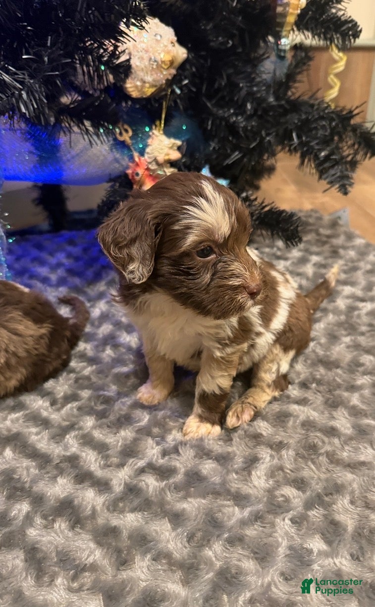 Labradoodle dogs Labradoodle Puppy 5 - Ad 10