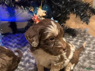 Labradoodle dogs Labradoodle Puppy 5 - Ad 42