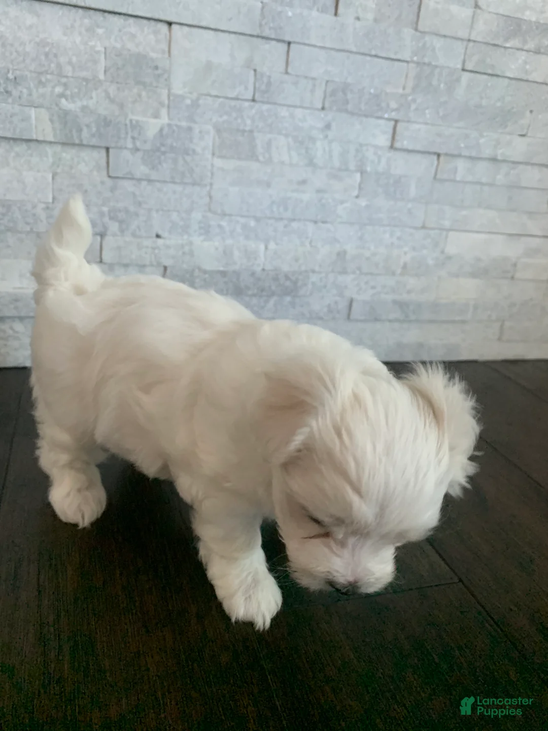 Maltese dogs for sale: Buttercup - Ad 2