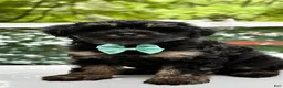 Mini Aussiedoodle dogs for sale: Mini Aussiedoodle Puppy 4 - Ad 2