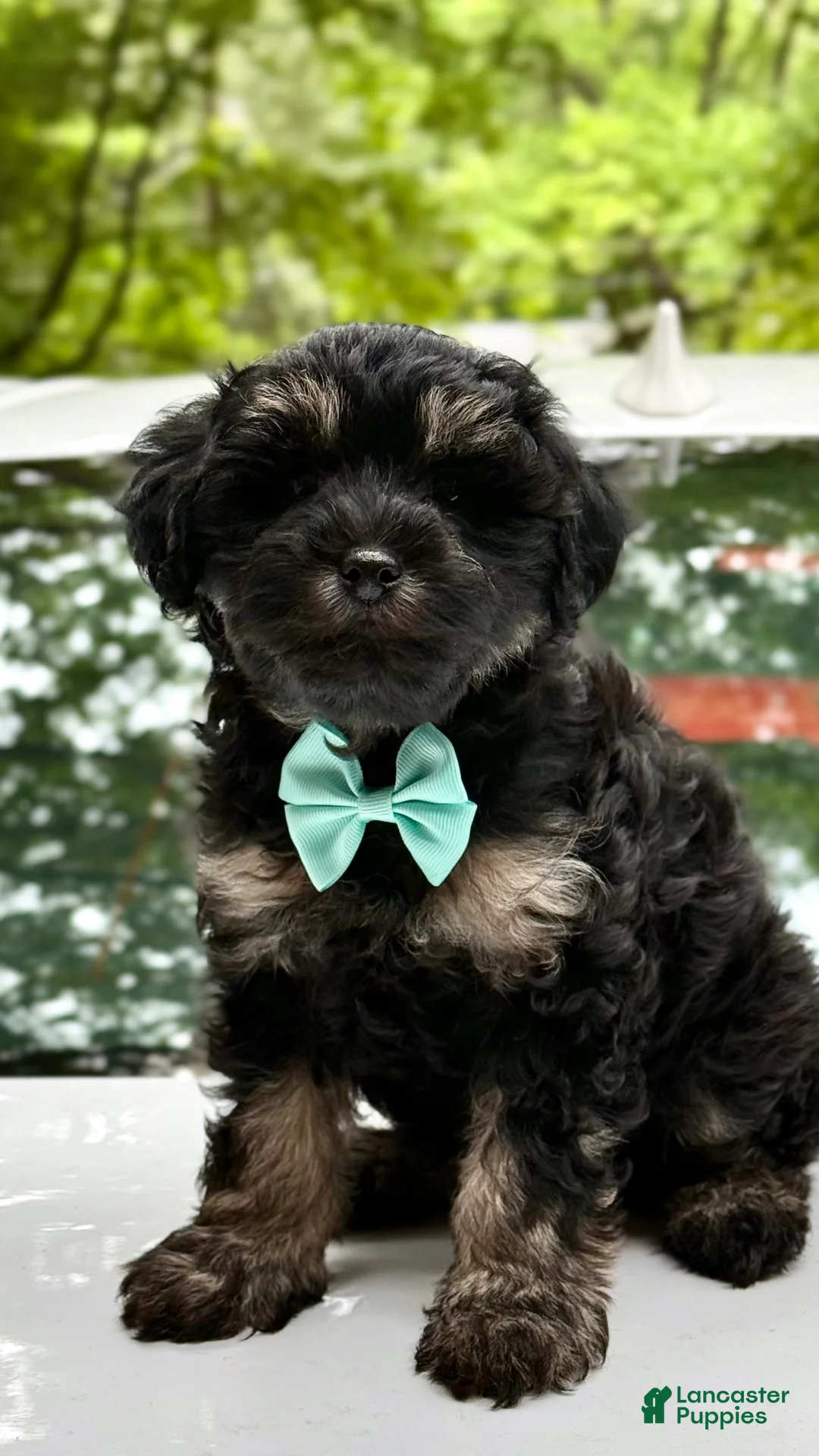 Mini Aussiedoodle dogs for sale: Mini Aussiedoodle Puppy 4 - Ad 2