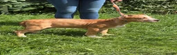 American Bully dogs for sale: Rocko - Ad 3