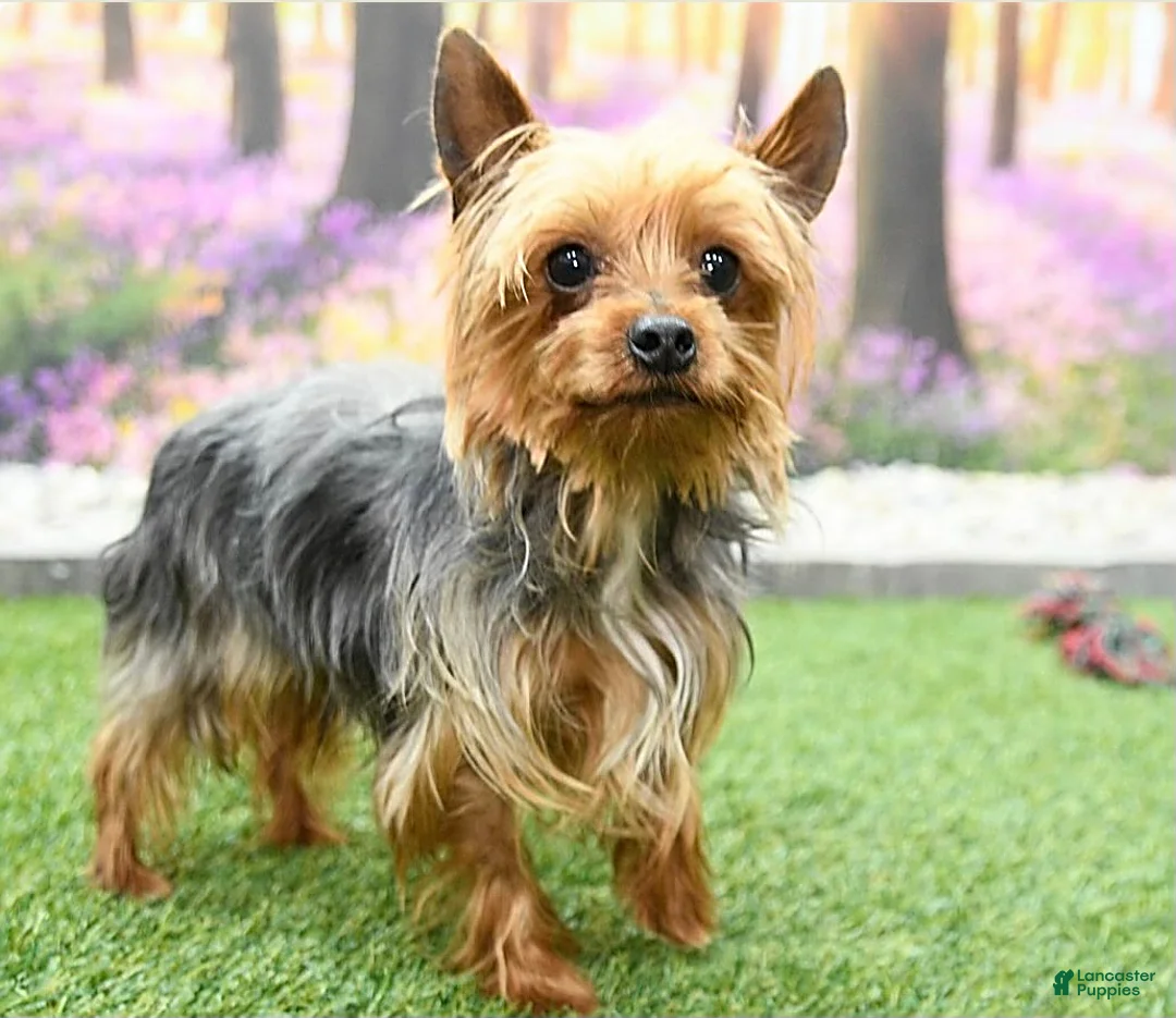 Yorkiepoo dogs for sale: Laser - Ad 6