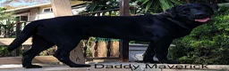 Labrador Retriever dogs for sale: Stella - Ad 4