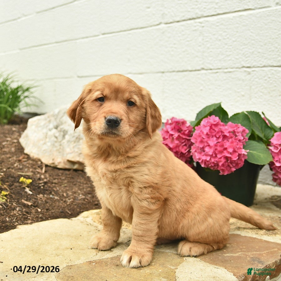 Golden Retriever dogs Charlie  - Ad 2