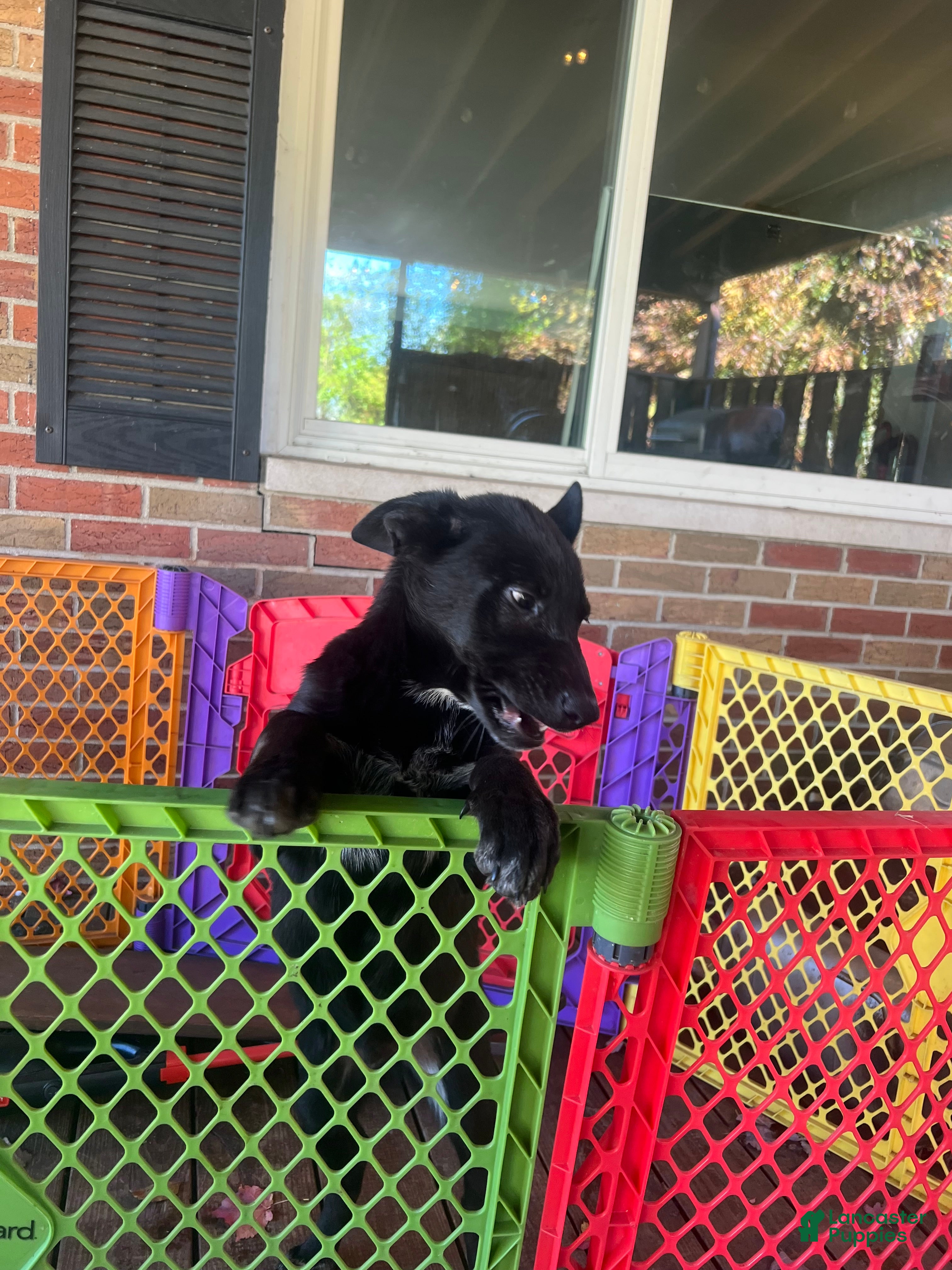 Mixed Breed dogs Mixed Breed Puppy 3 - Ad 1