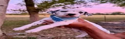 Dalmatian dogs for sale: Male 1 - Ad 3