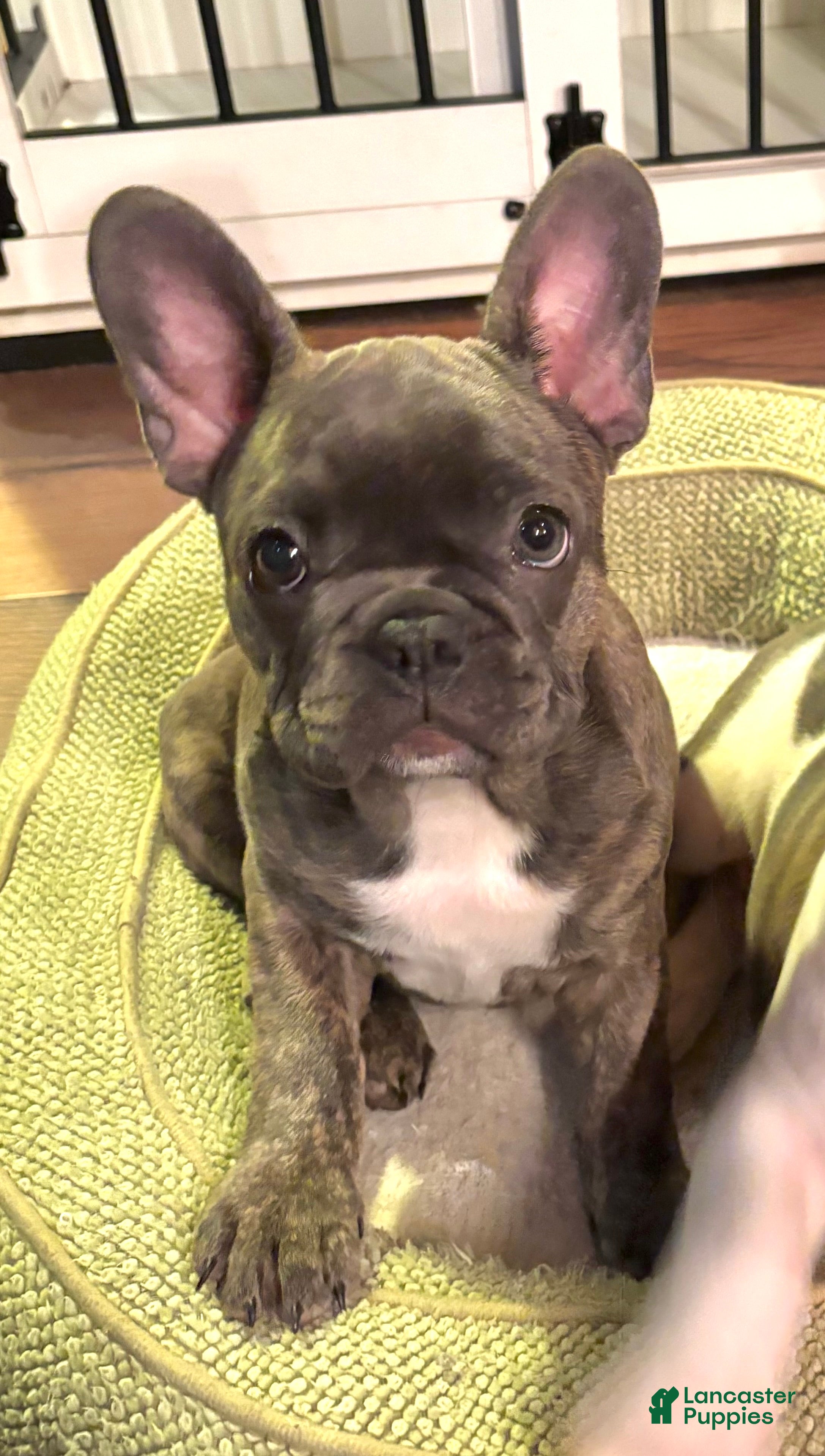 Frenchton dogs Maya - Ad 5