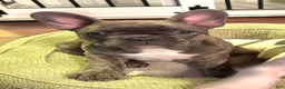 Frenchton dogs for sale: Maya - Ad 1