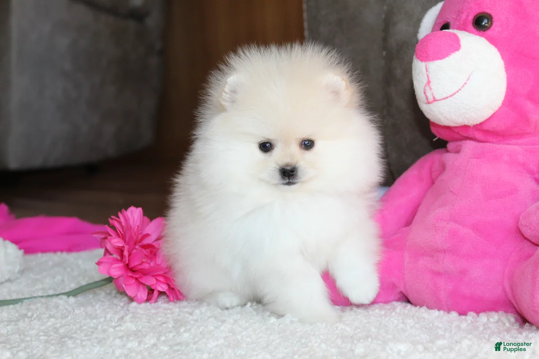Pomeranian dogs for sale: Tiana - Ad 2