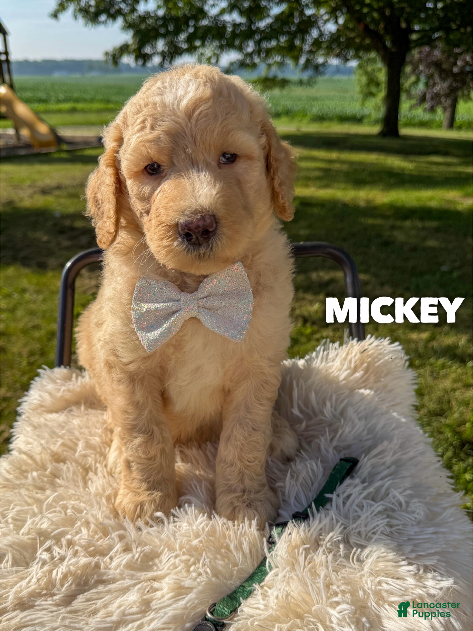Goldendoodle dogs Mickey - F1b - Ad 1