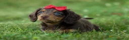 Miniature Dachshund dogs for sale: MURPHY - Ad 12