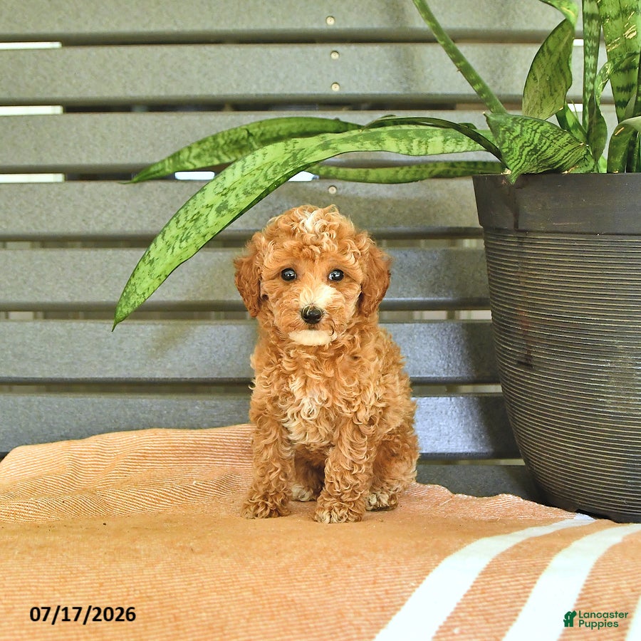 Miniature Poodle dogs Carmel - Ad 2