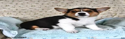 Welsh Corgi Pembroke dogs for sale: Molly - Ad 4