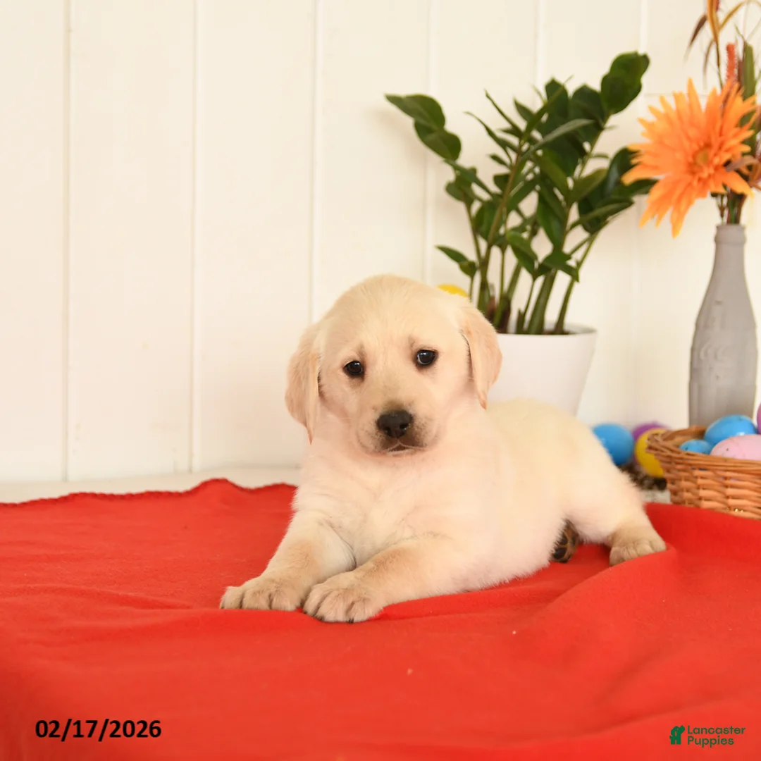 Goldador dogs for sale: Kenya - Ad 4