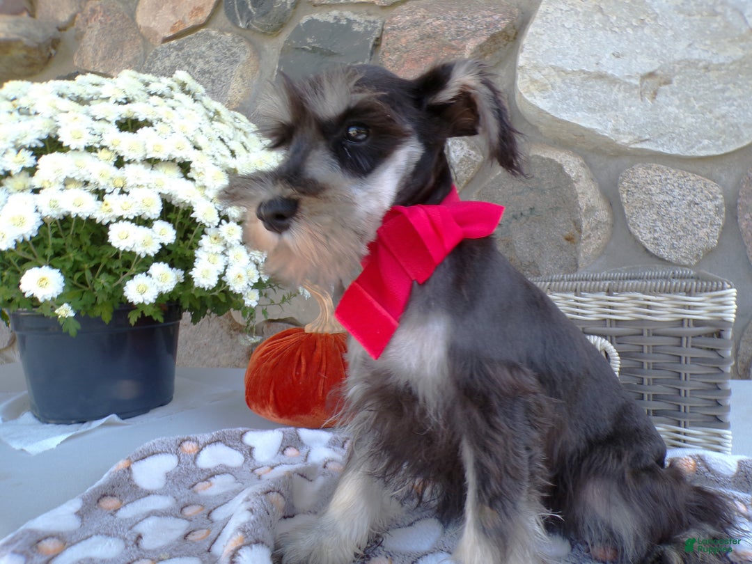 Miniature Schnauzer dogs for sale: Miniature Schnauzer Puppy 1 Chloe - Ad 3