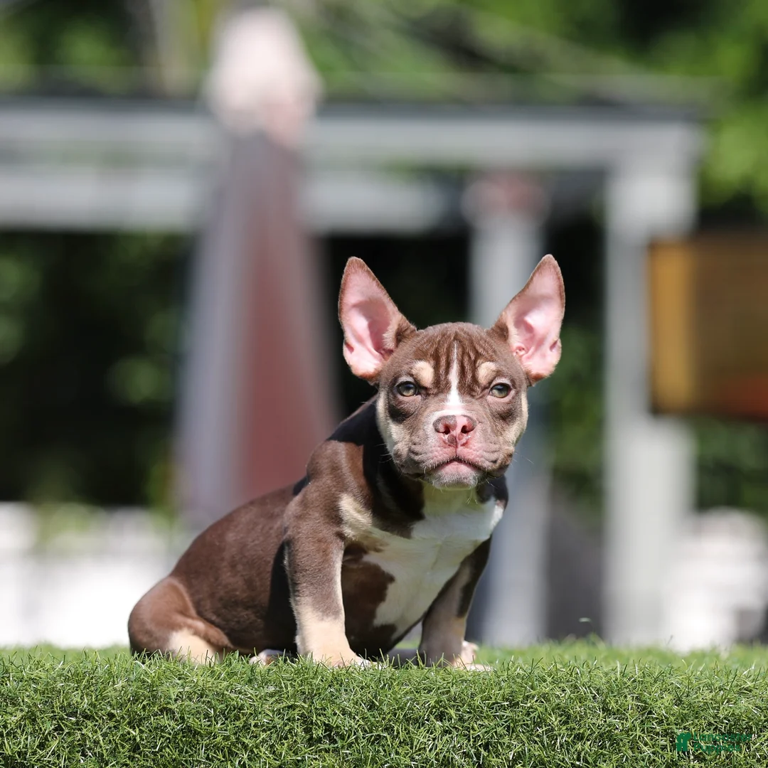 American Bully dogs for sale: American Bully Puppy 1 - Ad 2